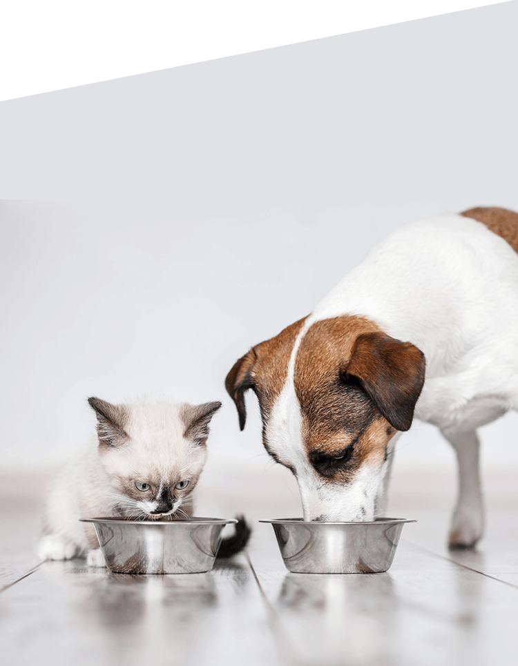 食事中の犬と猫
