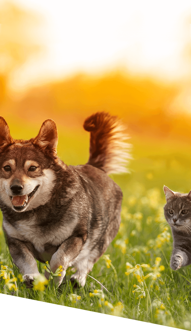 野原を歩く犬と猫